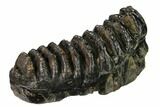 Fossil Stegodon Molar - Indonesia #146532-1